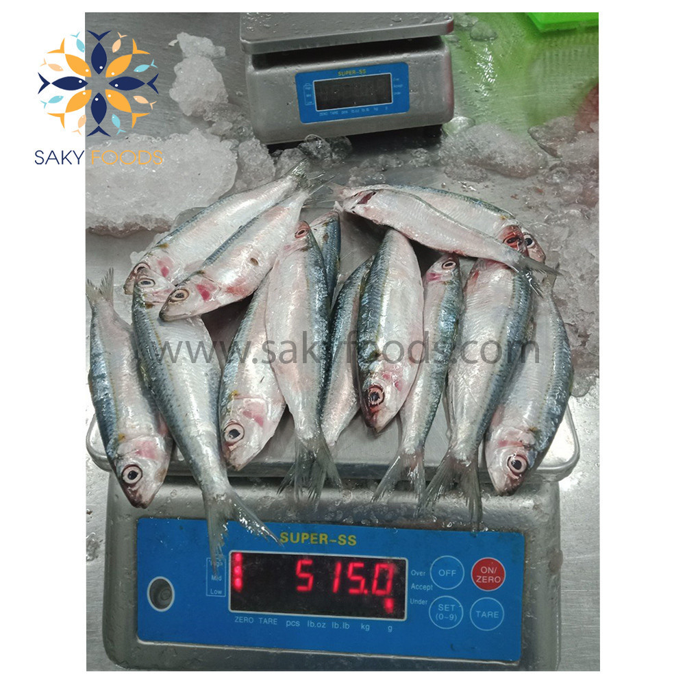 Best Quality Frozen sardine fish Wholesale good price seafood frozen fresh sardine fish made in Viet Nam