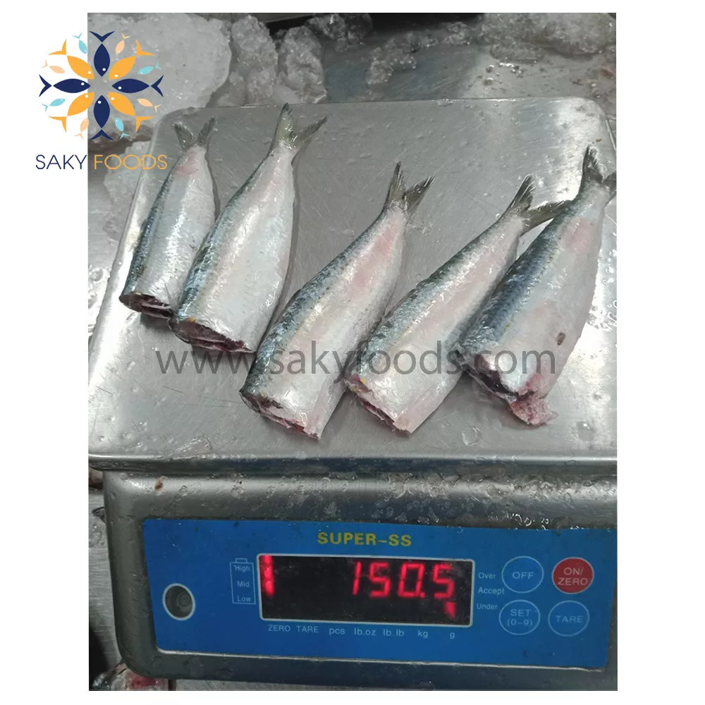 Best Quality Frozen sardine fish Wholesale good price seafood frozen fresh sardine fish made in Viet Nam