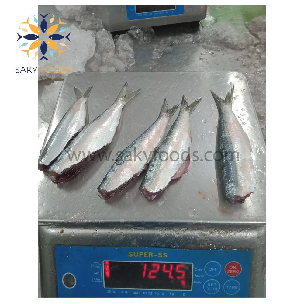 Best Quality Frozen sardine fish Wholesale good price seafood frozen fresh sardine fish made in Viet Nam