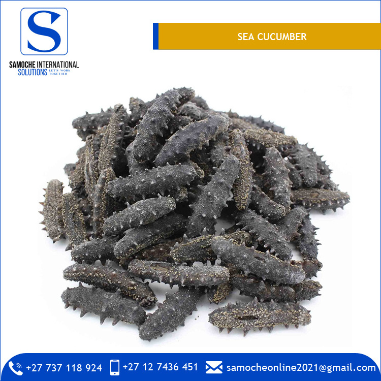 Reasonable Price Highest Quality Frozen Sea Cucumber for Sale