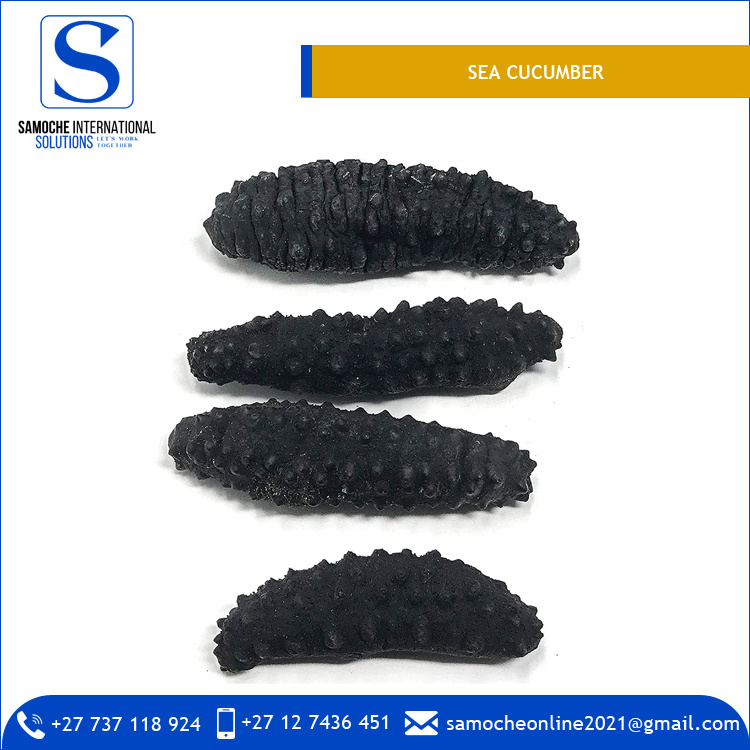 Reasonable Price Highest Quality Frozen Sea Cucumber for Sale