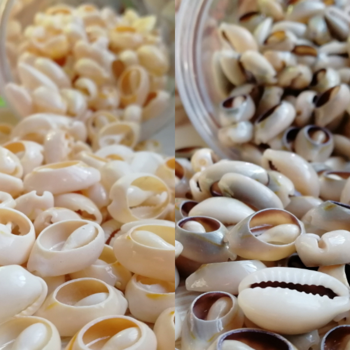 Natural Cowrie Shells In Assorted Shapes For Jewellery Loose Coconut Beads Natural Sea Shell Beads For DIY Bracelet Making