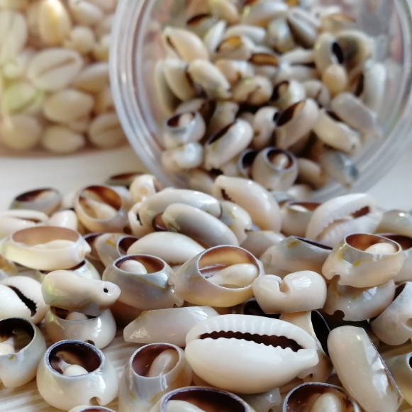 Natural Cowrie Shells In Assorted Shapes For Jewellery Loose Coconut Beads Natural Sea Shell Beads For DIY Bracelet Making