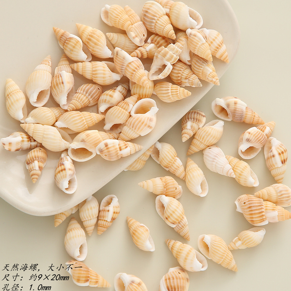 Wholesale Natural Mini Seashell Conch Seashell Cowrie For DIY Home Decoration Natural Craft Seashells