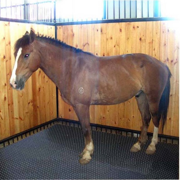 Horse stable trailer ramp rubber mat