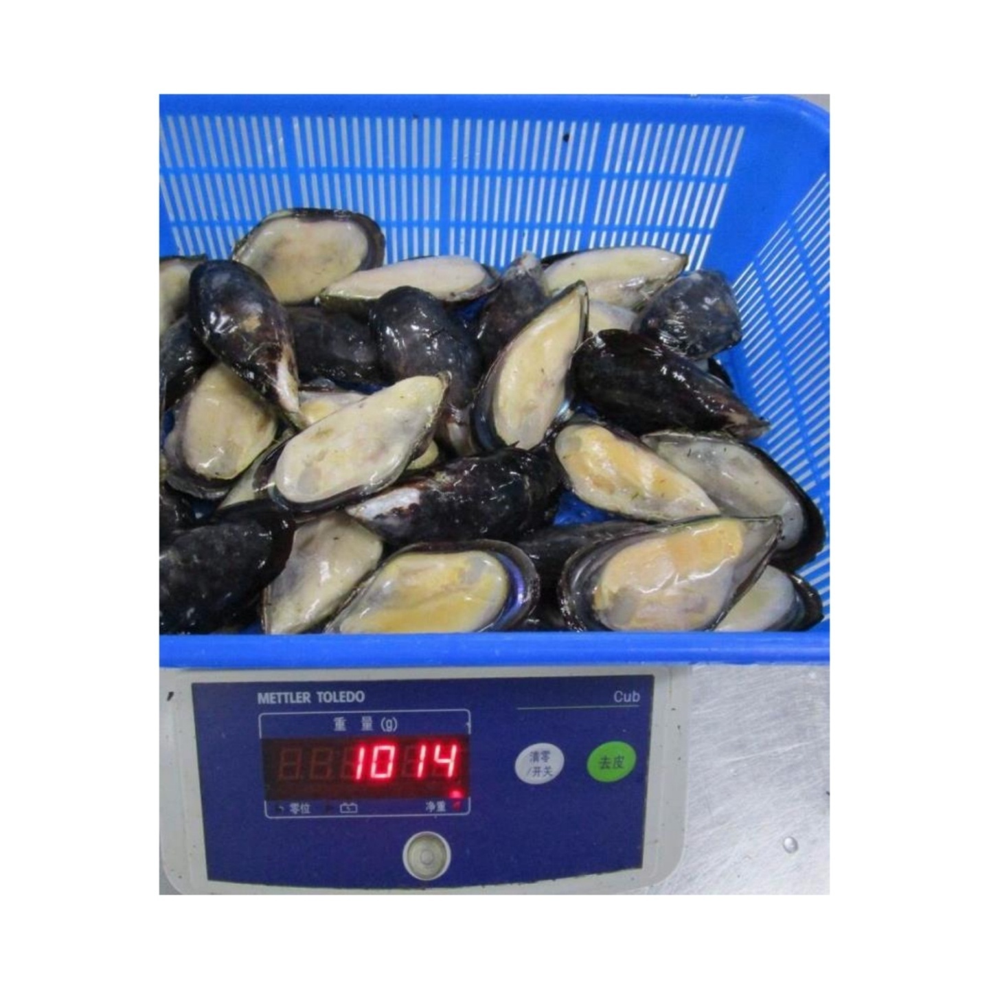 Frozen Half Shell Mussel From SANFENG SEAFOOD Green Mussels With Half Shell On Sale