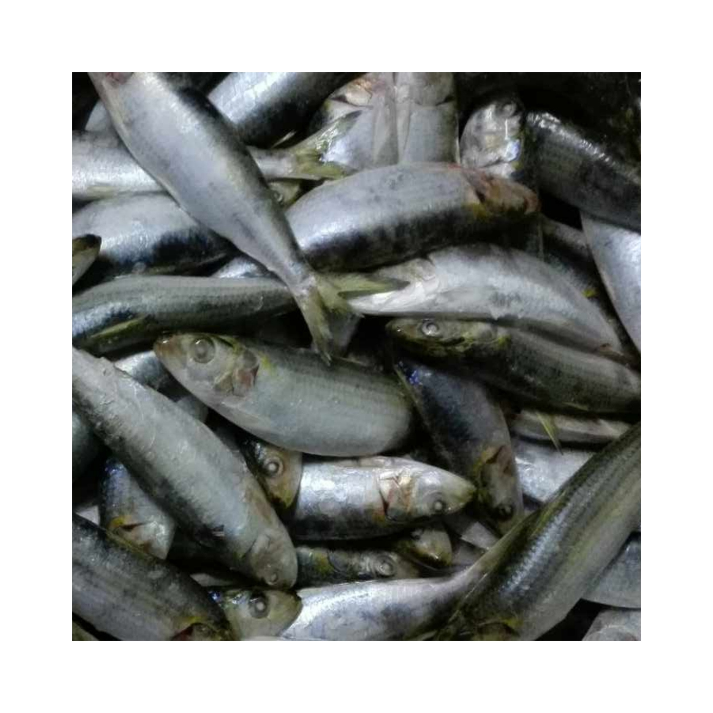 New Catching Cheap Sardine Frozen Whole Sardine Fish For Bait