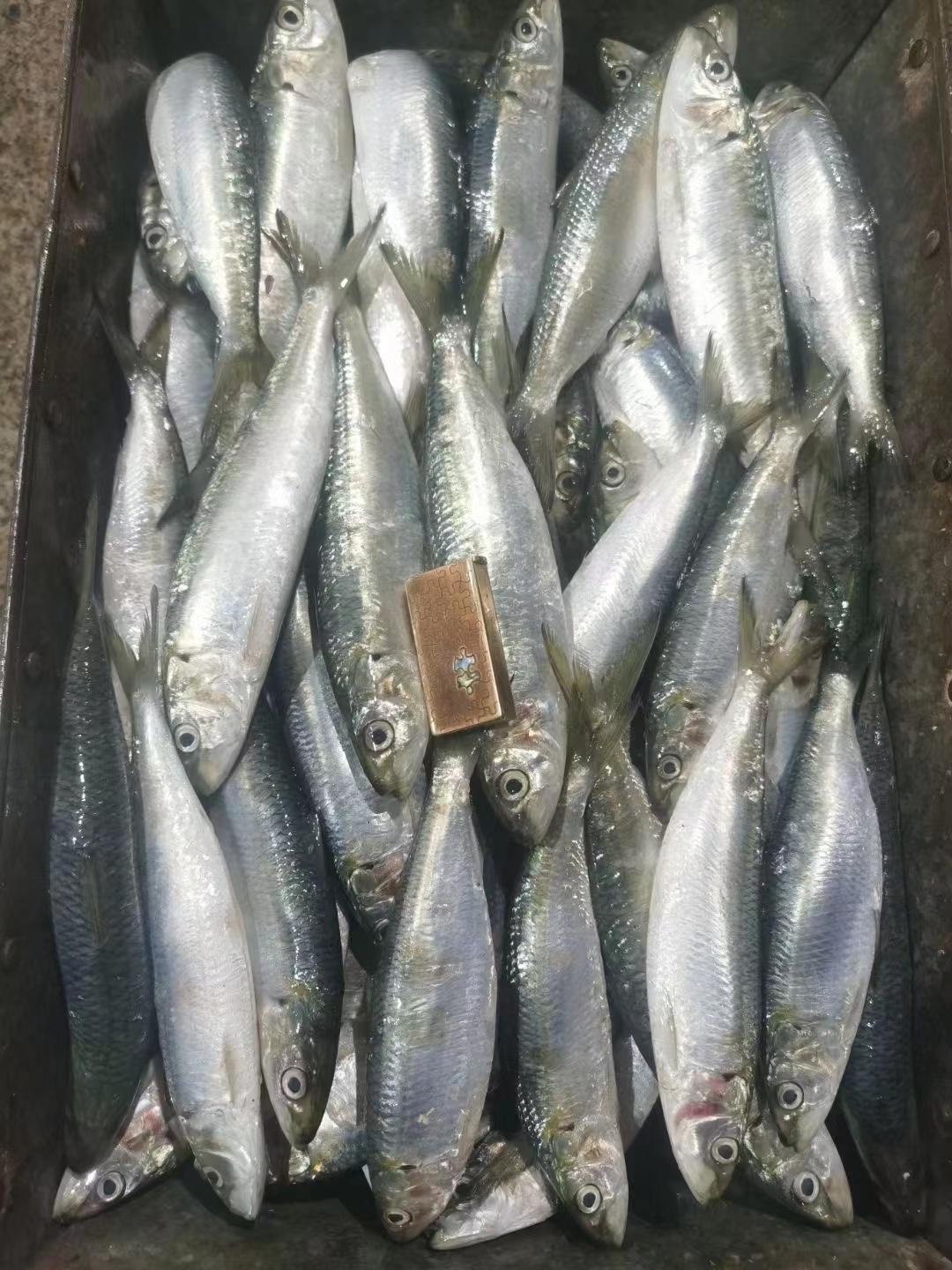 New Catching Cheap Sardine Frozen Whole Sardine Fish For Bait