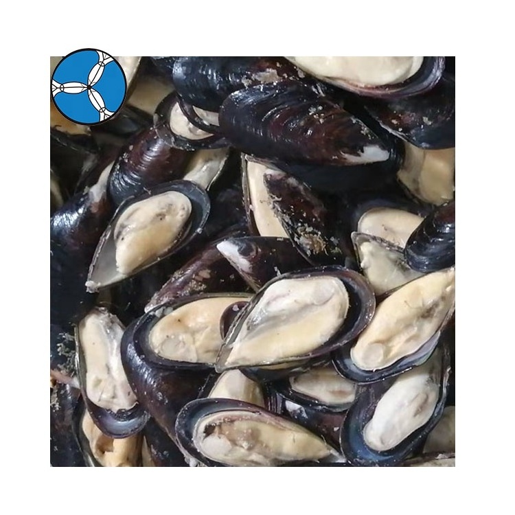 Frozen Half Shell Mussel From SANFENG SEAFOOD Green Mussels With Half Shell On Sale