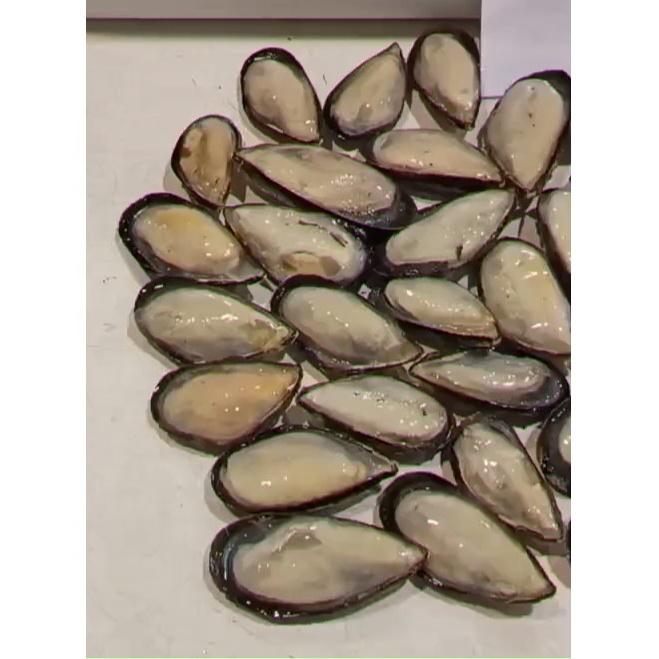 Frozen Half Shell Mussel From SANFENG SEAFOOD Green Mussels With Half Shell On Sale