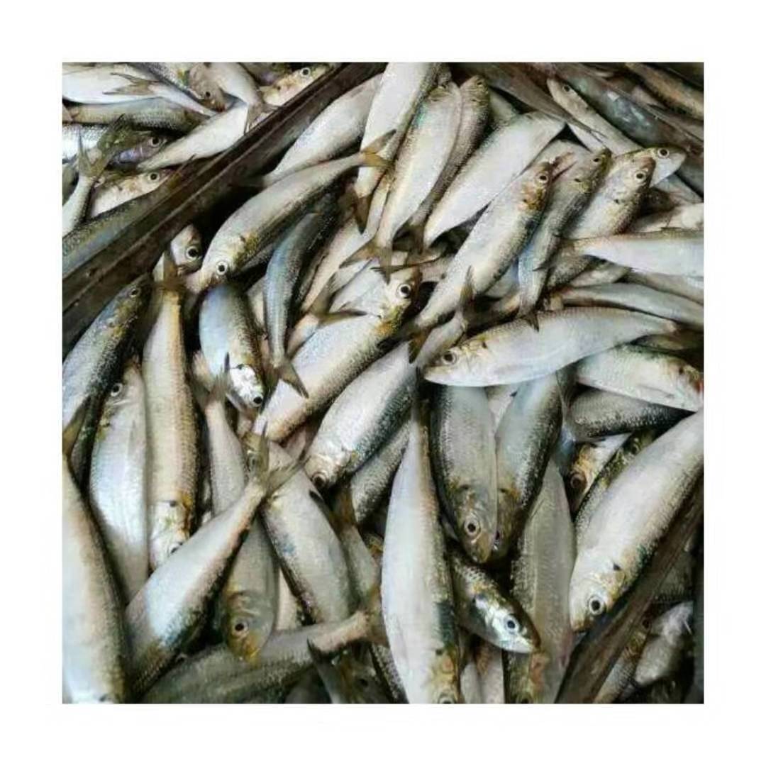 New Catching Cheap Sardine Frozen Whole Sardine Fish For Bait