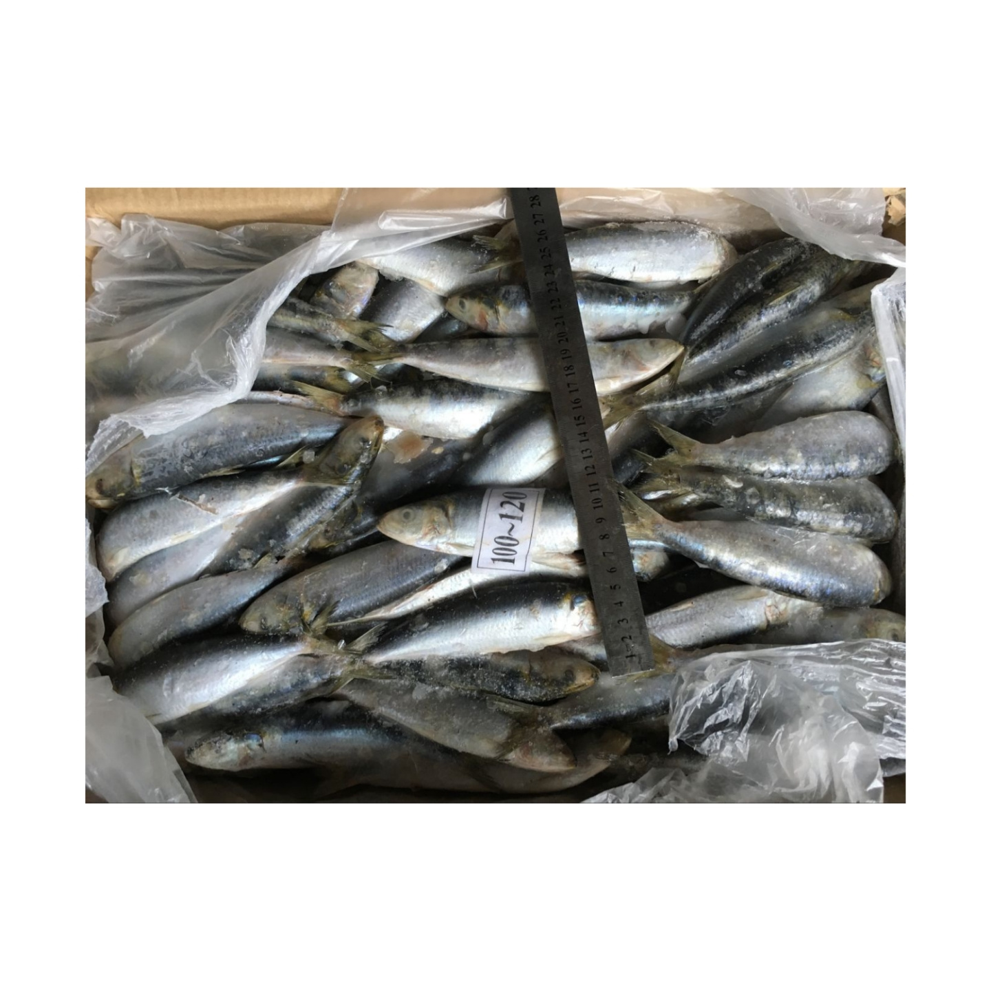 New Catching Cheap Sardine Frozen Whole Sardine Fish For Bait