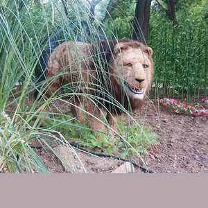 Zoo Theme Park Animatronic Decorative Models Realistic Animatronics Lion for sale