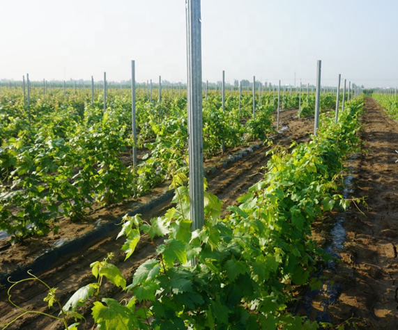 high quality hot-dip galvanized  pvc coated vineyard grape stake// vineyard trellis post