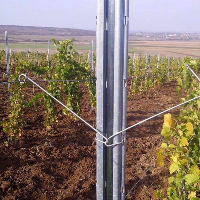 high quality hot-dip galvanized  pvc coated vineyard grape stake// vineyard trellis post