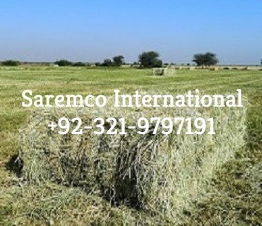 Rhodes Grass hay (Horse &Cattle) Feed Small bales Bossa For Wholesale Price/Horse Hay Feeders for Sale Import from Pakistan