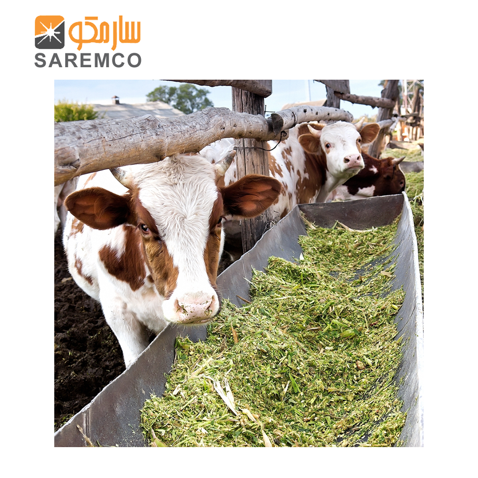 Superior Quality Corn Silage Animal Feed / Bulk Quantities Corn Silage Bags And Competitive Price