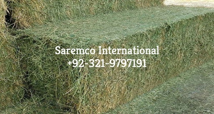 Rhodes Grass hay (Horse &Cattle) Feed Small bales Bossa For Wholesale Price/Horse Hay Feeders for Sale Import from Pakistan