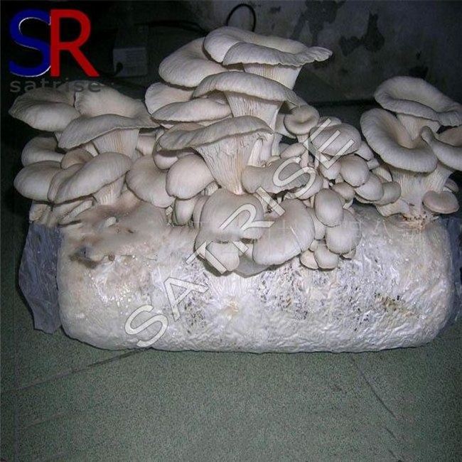 Wood ear mushroom growing kit shiitake log