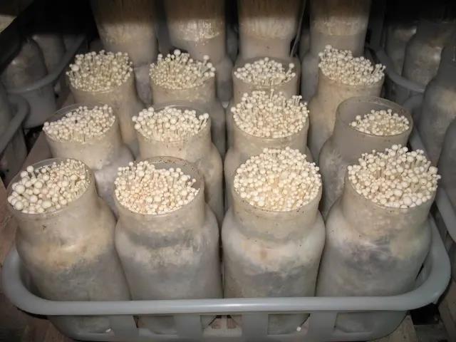 Reusable High Temperature Resistant Enoki Mushroom Spawn Growing Plastic Bottle PP Mushroom CultivationBottles