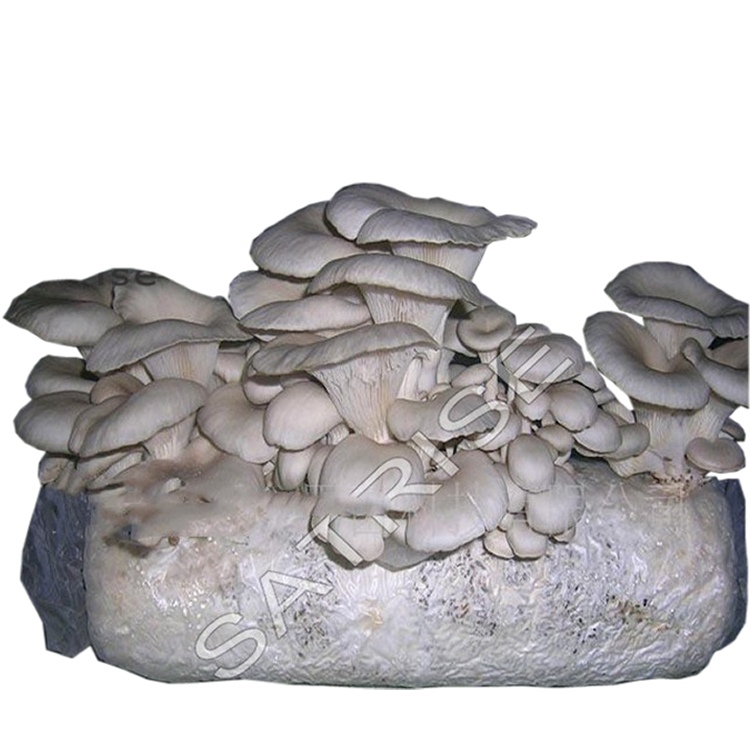 hot sale low price frozen oyster mushroom growing logs high survival rate oyster mushrooms spawn and seed