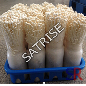 Autoclavable PP plastic spawn grow bottles enoki mushroom cultivation bottle