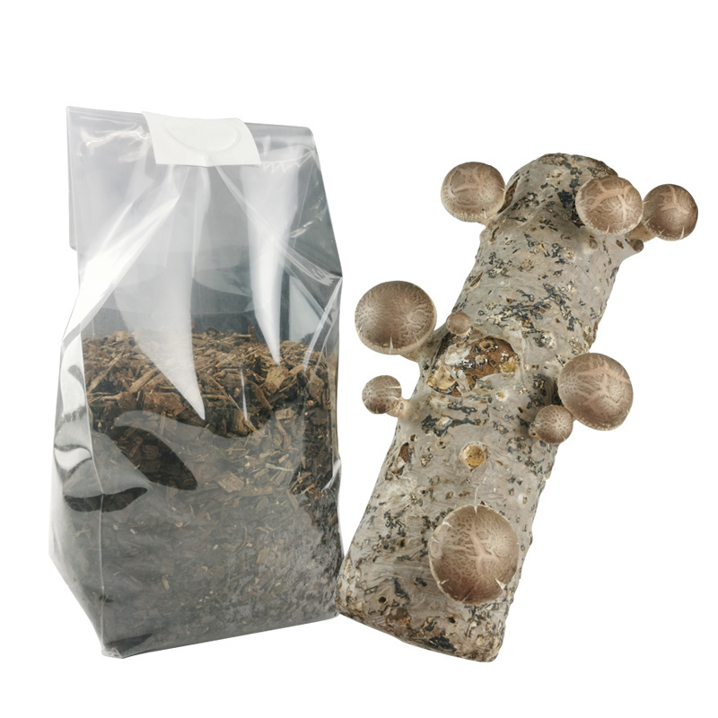 High quality shiitake mushroom bag mushroom spawn grow bags