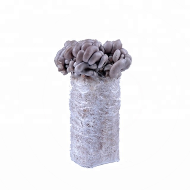 hot sale low price frozen oyster mushroom growing logs high survival rate oyster mushrooms spawn and seed