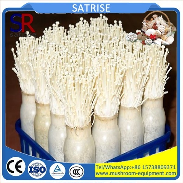 Enoki  Polypropylene mushroom cultivation bottle for sale