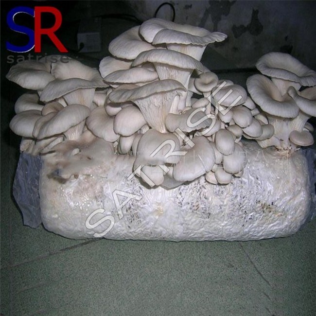 hot sale low price frozen oyster mushroom growing logs high survival rate oyster mushrooms spawn and seed