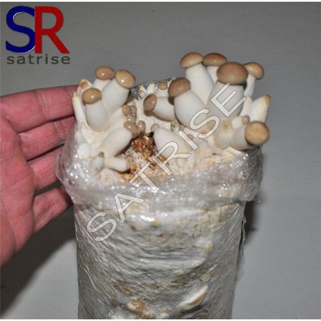 Wood ear mushroom growing kit shiitake log