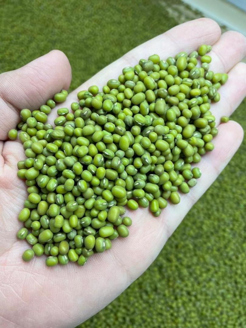 Uzbekistan origin Sprouting grade Green Mung Beans