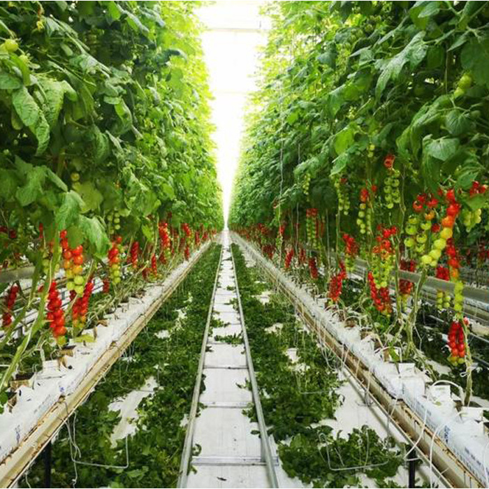 Agricultural hoop greenhouse 20-100m commercial Economic Tunnel Plastic Film tomato greenhouse