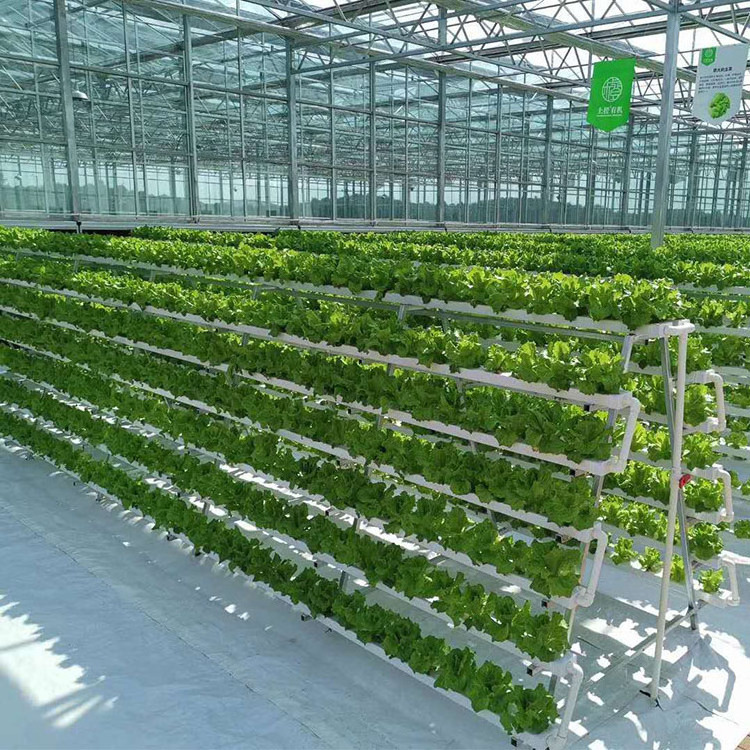 Multi-span Greenhouse Modern Industrial Multispan Venlo Multispan Glass Greenhouse With Automated Indoor Vertical Farming System