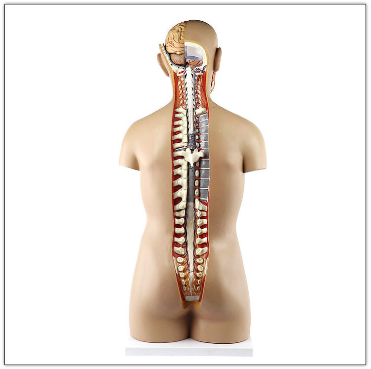 High quality Medial teaching equipment Classic unisex  85 cm Human torso model medical anatomy model