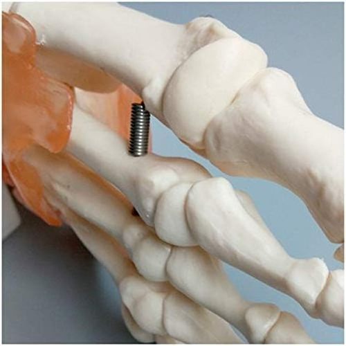 Teaching equipment Human Hand  Joint Model - Life Size Human Foot Model with Ligament  human skeleton model