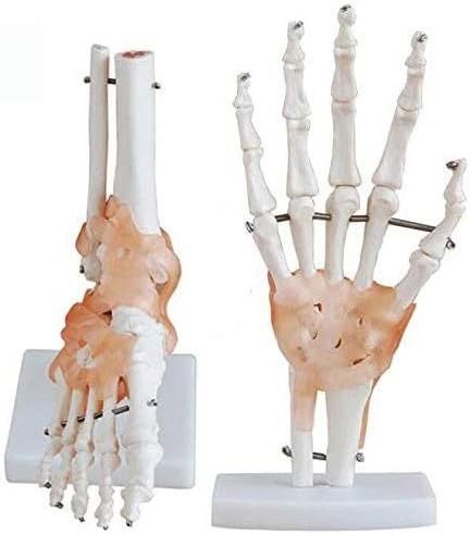 Teaching equipment Human Hand  Joint Model - Life Size Human Foot Model with Ligament  human skeleton model