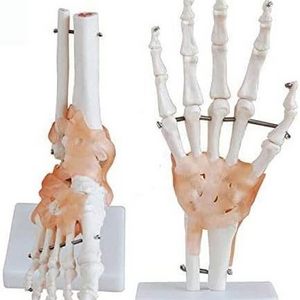 Teaching equipment Human Hand  Joint Model - Life Size Human Foot Model with Ligament  human skeleton model