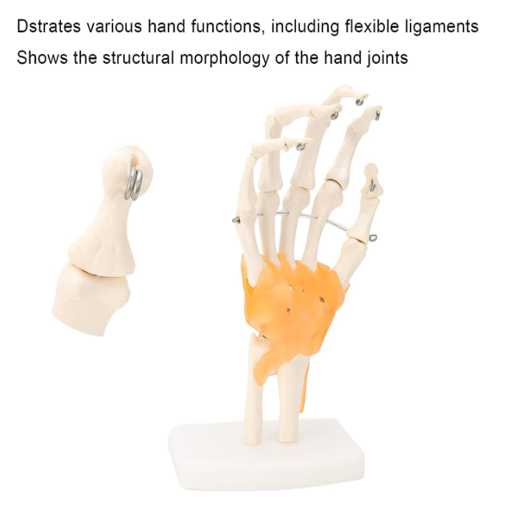 Flexible 1:1 Life Size hand joint model with muscles wrist joint anatomy model silicone realistic practice hand joint