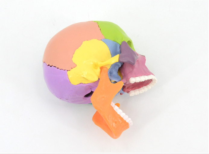 15 pcs Human Skull Model Colorful Anatomical Skull 3D Model for Medical