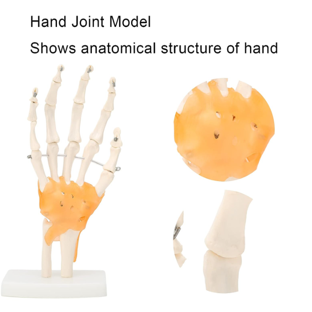 Flexible 1:1 Life Size hand joint model with muscles wrist joint anatomy model silicone realistic practice hand joint