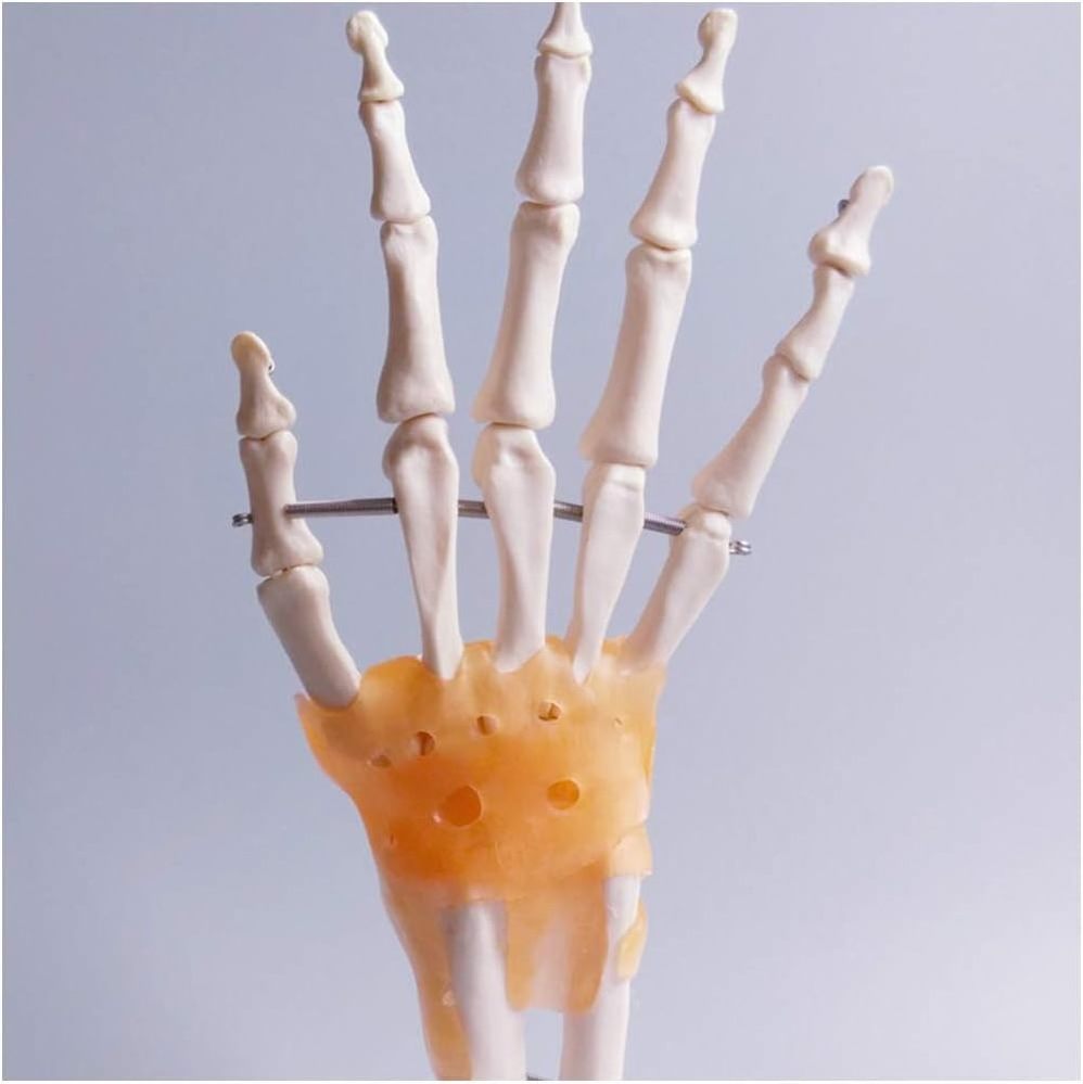 Teaching equipment Human Hand  Joint Model - Life Size Human Foot Model with Ligament  human skeleton model