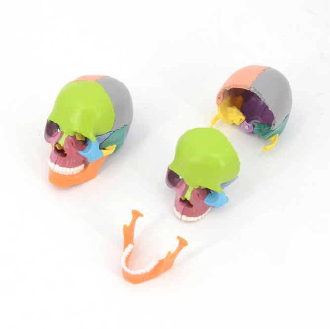 15 pcs Human Skull Model Colorful Anatomical Skull 3D Model for Medical