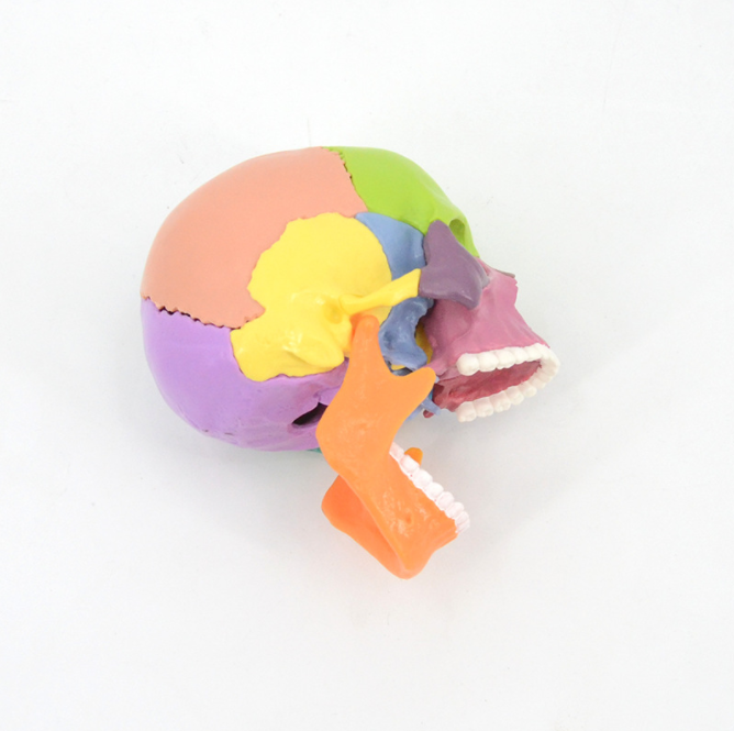 15 pcs Human Skull Model Colorful Anatomical Skull 3D Model for Medical