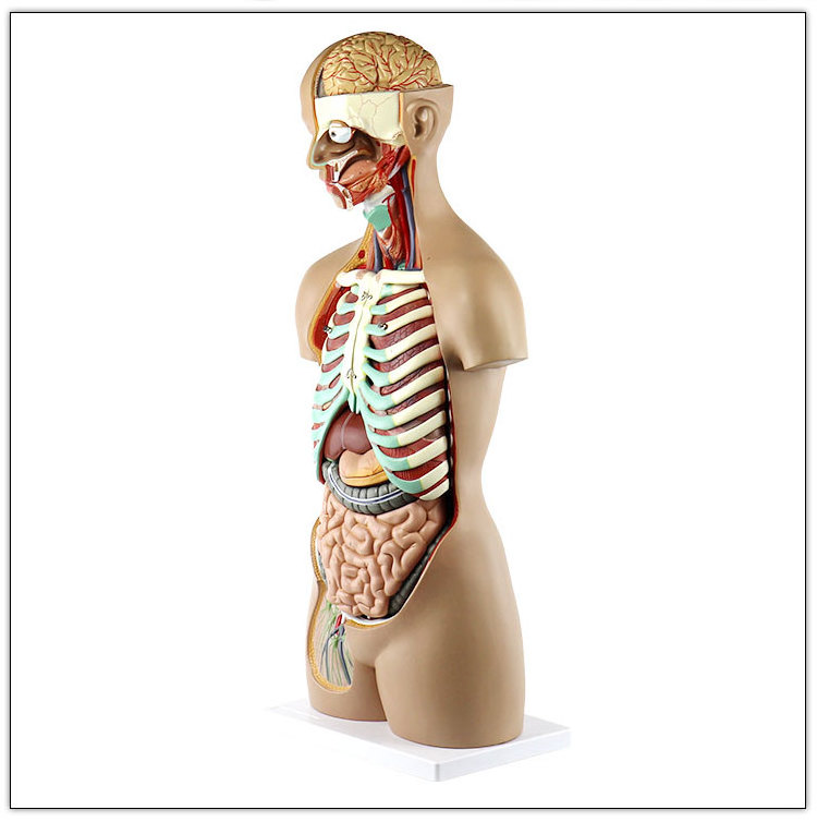 High quality Medial teaching equipment Classic unisex  85 cm Human torso model medical anatomy model