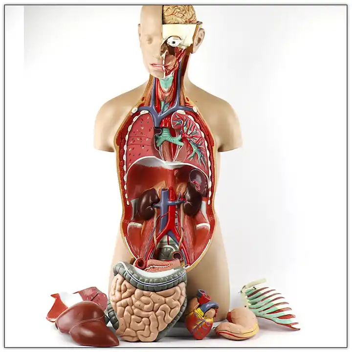 Medical  science teaching equipment High quality Media Classic unisex  85 cm Human torso model medical anatomy model