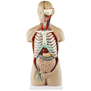 High quality Medial teaching equipment Classic unisex  85 cm Human torso model medical anatomy model