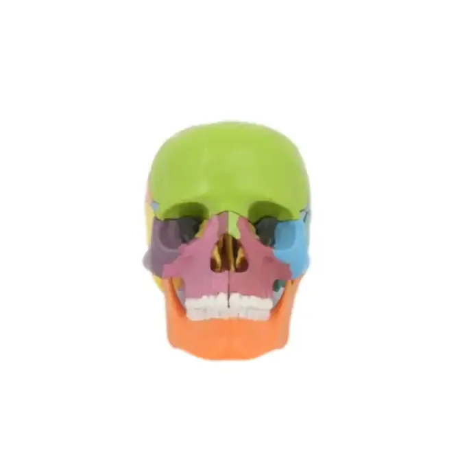 15 pcs Human Skull Model Colorful Anatomical Skull 3D Model for Medical