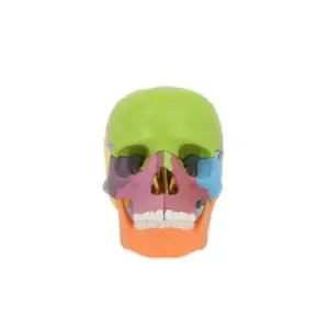 15 pcs Human Skull Model Colorful Anatomical Skull 3D Model for Medical