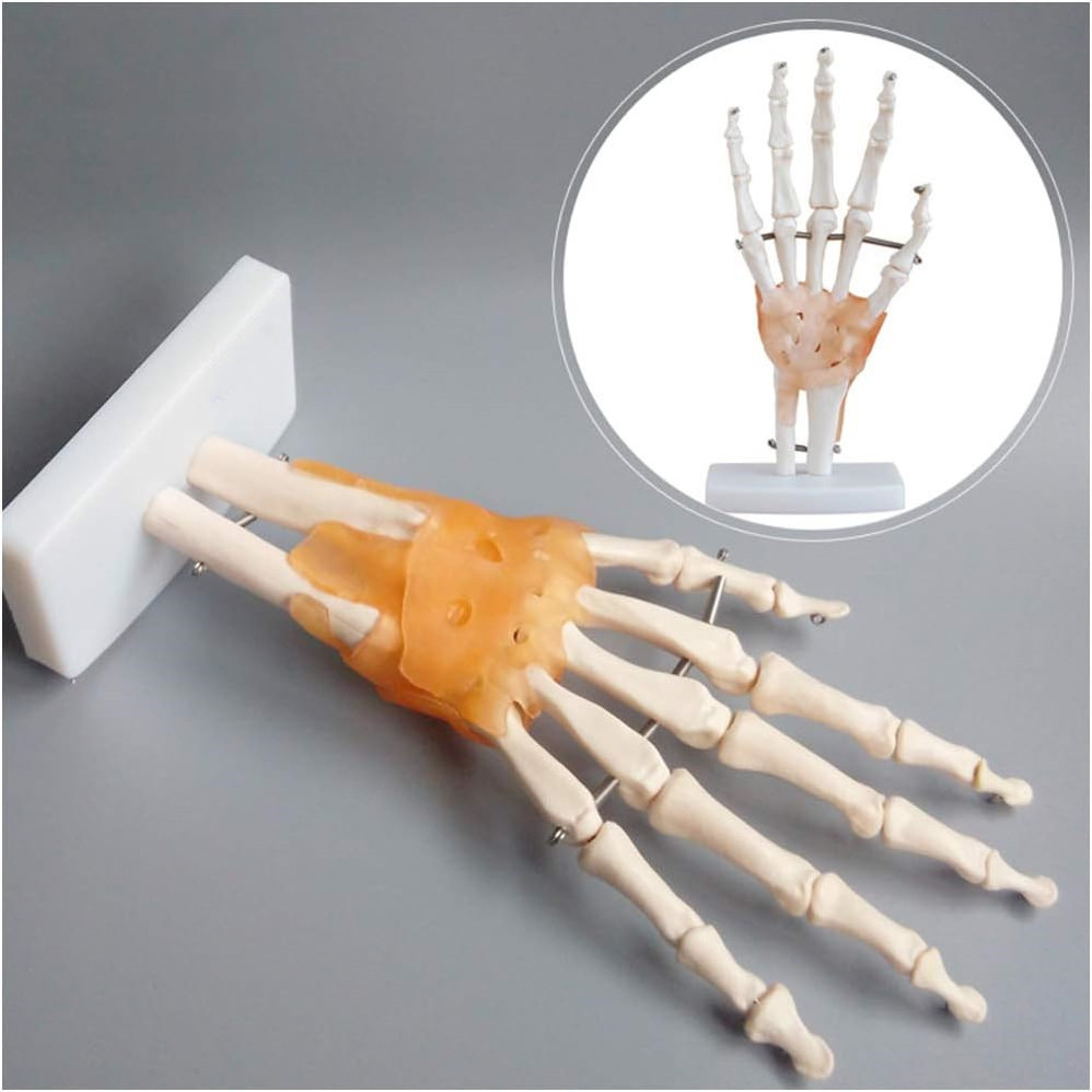 Teaching equipment Human Hand  Joint Model - Life Size Human Foot Model with Ligament  human skeleton model